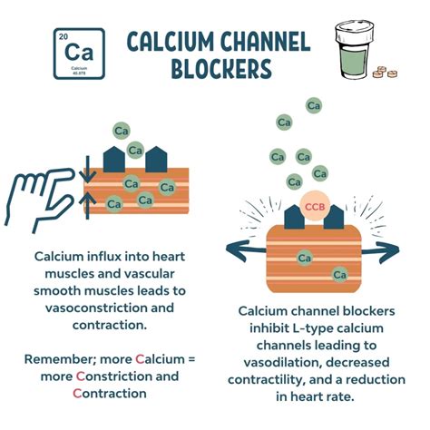 calcium chanel blocker|calcium channel blocker dangers.